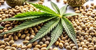 The Complete Guide to Purchasing Weed Seeds in Nova Scotia The Complete Guide to Purchasing Weed Seeds in Nova Scotia